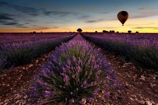 Fly away by Jorge Maia
